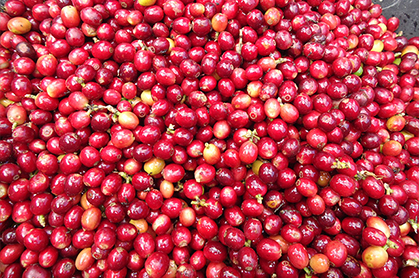 Roast Coffee Bean